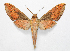  ( - BC-Ivsh02378)  @11 [ ] CreativeCommons - Attribution Non-Commercial Share-Alike (2020) Nikolay Ivshin Vavilov Institute of General Genetics