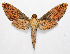  ( - BC-Ivsh05147)  @11 [ ] CreativeCommons - Attribution Non-Commercial Share-Alike (2020) Nikolay Ivshin Vavilov Institute of General Genetics