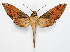  ( - BC-Ivsh05148)  @11 [ ] CreativeCommons - Attribution Non-Commercial Share-Alike (2020) Nikolay Ivshin Vavilov Institute of General Genetics