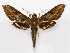  (Xylophanes nabuchodonosor - BC-VKrut06432)  @15 [ ] CreativeCommons - Attribution Non-Commercial Share-Alike (2020) Nikolay Ivshin Vavilov Institute of General Genetics