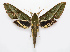  (Xylophanes mariae - BC-VKrut06451)  @15 [ ] CreativeCommons - Attribution Non-Commercial Share-Alike (2020) Nikolay Ivshin Vavilov Institute of General Genetics