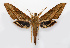  ( - BC-VKrut06502)  @15 [ ] CreativeCommons - Attribution Non-Commercial Share-Alike (2020) Nikolay Ivshin Vavilov Institute of General Genetics