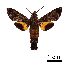  ( - BC-Ivsh05395)  @11 [ ] CreativeCommons - Attribution Non-Commercial (2019) Unspecified Vavilov Institute of General Genetics