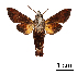 (Macroglossum alenuska - BC-Ivsh05395)  @11 [ ] CreativeCommons - Attribution Non-Commercial (2019) Unspecified Vavilov Institute of General Genetics