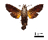  (Macroglossum limatoides - BC-Ivsh05389)  @11 [ ] CreativeCommons - Attribution Non-Commercial (2019) Nikolay Ivshin Vavilov Institute of General Genetics