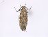  (Pseudotelphusa acrobrunella - SDNU-INS-00007)  @11 [ ] CreativeCommons - Attribution Non-Commercial Share-Alike (2020) Tengteng Liu Shandong Normal University