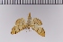  (Patania chlorophanta - SDNU-INS-01139)  @11 [ ] CreativeCommons - Attribution Non-Commercial Share-Alike (2020) Tengteng Liu Shandong Normal University