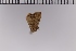  (Herminia stramentacealis - SDNU-INS-01196)  @11 [ ] CreativeCommons - Attribution Non-Commercial Share-Alike (2020) Tengteng Liu Shandong Normal University