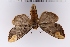  (Phalera angustipennis - SDNU-INS-01467)  @11 [ ] CreativeCommons - Attribution Non-Commercial Share-Alike (2020) Tengteng Liu Shandong Normal University