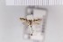  (Aristotelia mesotenebrella - SDNU-INS-04528)  @11 [ ] CreativeCommons - Attribution Non-Commercial Share-Alike (2021) Tengteng Liu Shandong Normal University
