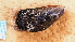  (Aulacomya maoriana - NIWA_141636)  @11 [ ] CreativeCommons - Attribution Share-Alike (2025) Unspecified Universite de Bourgogne, Biogeosciences