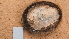  ( - NIWA_141643)  @11 [ ] CreativeCommons - Attribution Share-Alike (2025) Unspecified Universite de Bourgogne, Biogeosciences