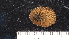  (Notoacmea - NIWA_141648.1)  @11 [ ] CreativeCommons - Attribution Share-Alike (2025) Unspecified Universite de Bourgogne, Biogeosciences