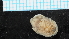  (Exosphaeroma chilensis - NIWA_68549.1)  @11 [ ] CreativeCommons - Attribution Share-Alike (2025) Unspecified Universite de Bourgogne, Biogeosciences