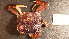  (Hemigrapsus sexdentatus - NZ24_COS_MID_Q1.1_BRA_A)  @11 [ ] CreativeCommons - Attribution Share-Alike (2025) Unspecified Universite de Bourgogne, Biogeosciences