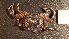  ( - NZ24_COS_MID_Q5.1_BRA_A)  @11 [ ] CreativeCommons - Attribution Share-Alike (2025) Unspecified Universite de Bourgogne, Biogeosciences