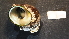  (Lunella smaragdus - NZ24_COS_MID_Q5.2_GAS_L)  @11 [ ] CreativeCommons - Attribution Share-Alike (2025) Unspecified Universite de Bourgogne, Biogeosciences