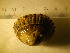  ( - CNP-INV 218)  @12 [ ] Copyright (2013) Unspecified CENPAT