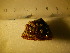  (Nacella sp - CNP-INV 216)  @12 [ ] Copyright (2013) Unspecified CENPAT