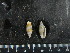  (Marginella warreni - CNP-INV 668)  @11 [ ] Copyright (2013) Unspecified CENPAT