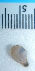  ( - CNP-Inv 1928)  @11 [ ] Copyright (2014) Unspecified CENPAT
