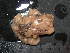  (Fissurellidea sp - CNP-INV 1605 _1)  @11 [ ] Copyright (2013) Unspecified CENPAT