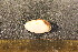  ( - CNP-INV-1536)  @11 [ ] Copyright (2013) Unspecified CENPAT