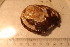  ( - cnp-inv 1811)  @11 [ ] Copyright (2014) Unspecified CENPAT