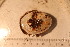  ( - cnp-inv 1817)  @11 [ ] Copyright (2014) Unspecified CENPAT