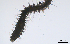 ( - BGE_00650_A02)  @11 [ ] CreativeCommons Attribution Non-Commercial (2024) Stefania Klayn Bulgarian Academy of Sciences, Institute of Biodiversity and Ecosystem Research