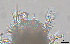  ( - BGE_00650_A04)  @11 [ ] CreativeCommons Attribution Non-Commercial (2024) Stefania Klayn Bulgarian Academy of Sciences, Institute of Biodiversity and Ecosystem Research