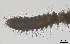  ( - BGE_00650_A05)  @11 [ ] CreativeCommons Attribution Non-Commercial (2024) Stefania Klayn Bulgarian Academy of Sciences, Institute of Biodiversity and Ecosystem Research