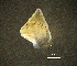  (Rissoa splendida - BGE_00649_B02)  @11 [ ] CreativeCommons Attribution Non-Commercial (2024) Stefania Klayn Bulgarian Academy of Sciences, Institute of Biodiversity and Ecosystem Research