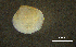  (Gouldia - BGE_00648_B11)  @11 [ ] CreativeCommons Attribution Non-Commercial (2024) Stefania Klayn Bulgarian Academy of Sciences, Institute of Biodiversity and Ecosystem Research