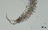  ( - BGE_00650_B11)  @11 [ ] CreativeCommons Attribution Non-Commercial (2024) Stefania Klayn Bulgarian Academy of Sciences, Institute of Biodiversity and Ecosystem Research