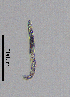 (Diphtherophora - BGE_00627_C04)  @11 [ ] CreativeCommons - Attribution Share - Alike (2025) Unspecified Unspecified