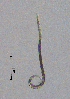  (Geomonhystera villosa - BGE_00627_D03)  @11 [ ] CreativeCommons - Attribution Share - Alike (2025) Unspecified Unspecified