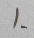 (Crossonema menzeli - BGE_00627_G09)  @11 [ ] CreativeCommons - Attribution Share - Alike (2026) Unspecified Unspecified