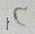  (Elaphonematidae - BGE_00627_H01)  @11 [ ] CreativeCommons - Attribution Share - Alike (2030) Unspecified Unspecified