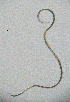  ( - BGE_00627_H07)  @11 [ ] CreativeCommons - Attribution Share - Alike (2041) Unspecified Unspecified