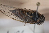  (Pagiphorini - BGE_00631_A01)  @11 [ ] CreativeCommons - Attribution Share - Alike (2025) Unspecified Unspecified
