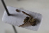  ( - BGE_00631_A06)  @11 [ ] CreativeCommons - Attribution Share - Alike (2025) Unspecified Unspecified