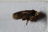  ( - BGE_00631_C06)  @11 [ ] CreativeCommons - Attribution Share - Alike (2025) Unspecified Unspecified