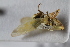  (Handianus mediterraneus - BGE_00631_D07)  @11 [ ] CreativeCommons - Attribution Share - Alike (2025) Unspecified Unspecified