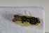  (Platymetopius wilhelmwagneri - BGE_00631_E01)  @11 [ ] CreativeCommons - Attribution Share - Alike (2025) Unspecified Unspecified