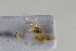  (Arboridia kakogawana - BGE_00631_F03)  @11 [ ] CreativeCommons - Attribution Share - Alike (2025) Unspecified Unspecified