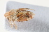  (Tettigometra hexaspina - BGE_00631_H06)  @11 [ ] CreativeCommons - Attribution Share - Alike (2026) Unspecified Unspecified