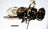  (Hylaeus scutellatus - BGE_00632_C10)  @11 [ ] CreativeCommons - Attribution Share - Alike (2025) Unspecified Unspecified