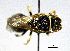  (Hylaeus meridionalis - BGE_00632_E12)  @11 [ ] CreativeCommons - Attribution Share - Alike (2051) Unspecified Unspecified