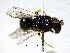  (Hylaeus bifasciatus - BGE_00632_F01)  @11 [ ] CreativeCommons - Attribution Share - Alike (2053) Unspecified Unspecified